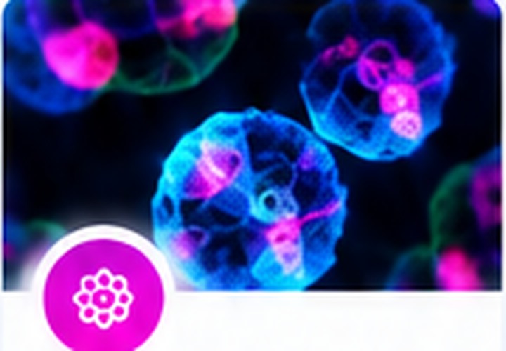Organoids & 3D Models fluorescence research
